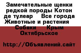 Замечательные щенки редкой породы Котон де тулеар  - Все города Животные и растения » Собаки   . Крым,Октябрьское